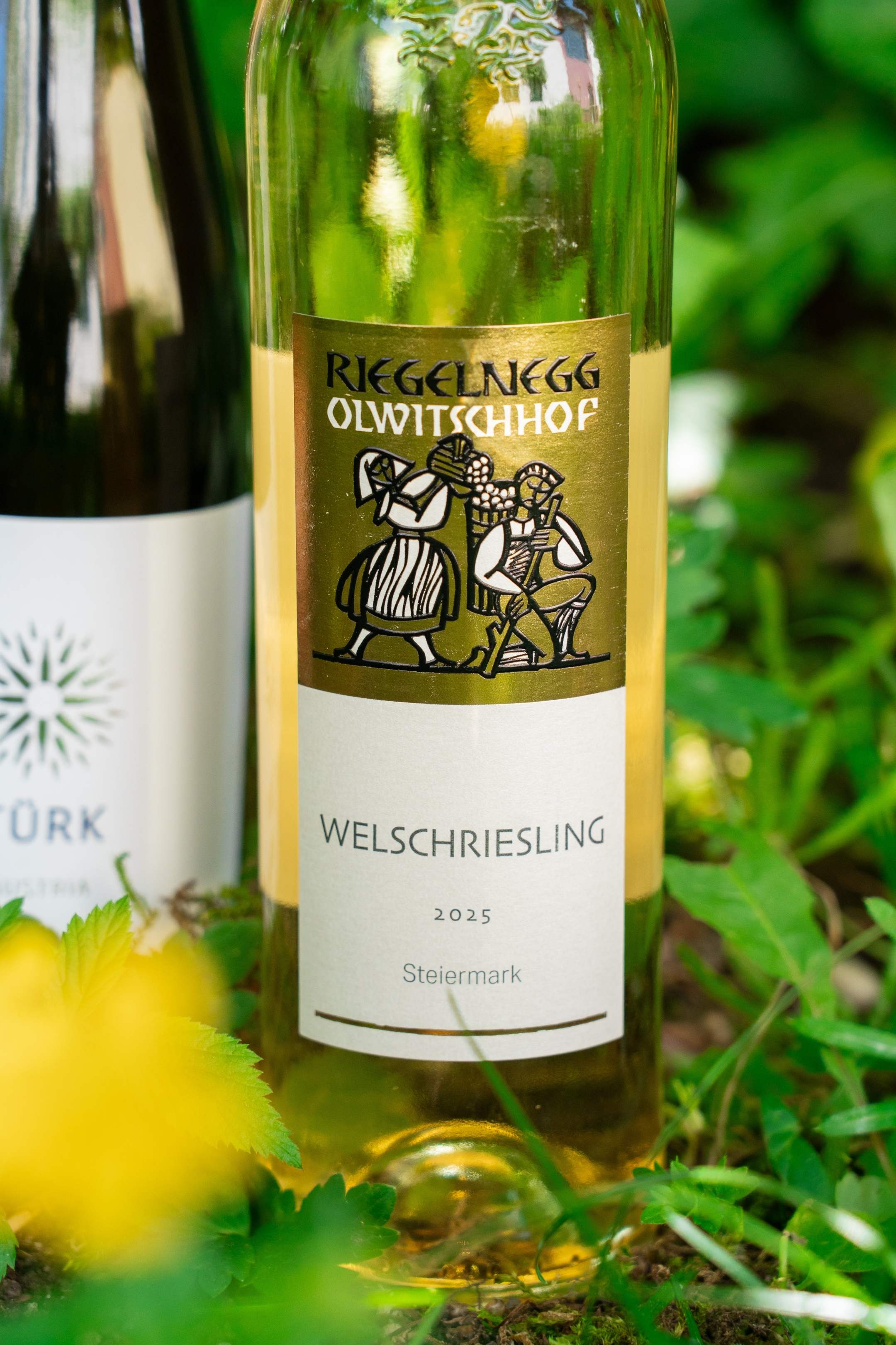 Sommerweine leicht & fruchtig